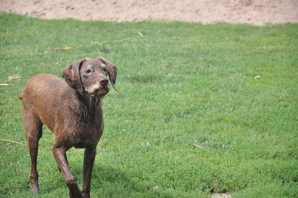 Second Home Pet Boarding | 2363 Ridgemount Rd, Stevensville, ON L0S 1S0, Canada | Phone: (905) 991-3647