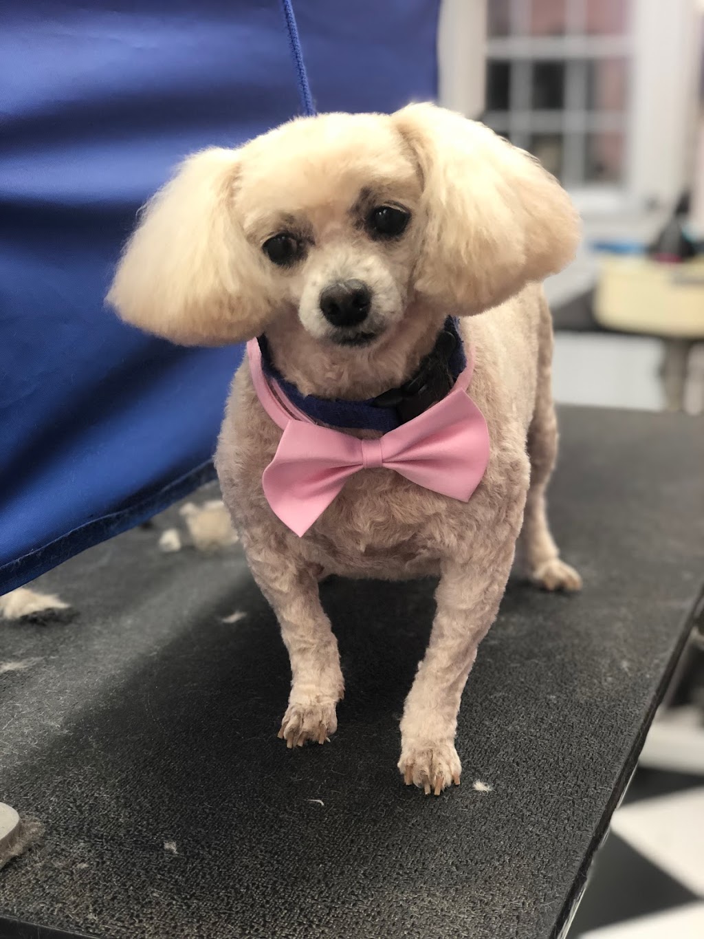 Doggie DTail Grooming | 3866 Highland Dr, Ridgeway, ON L0S 1N0, Canada | Phone: (905) 894-8743