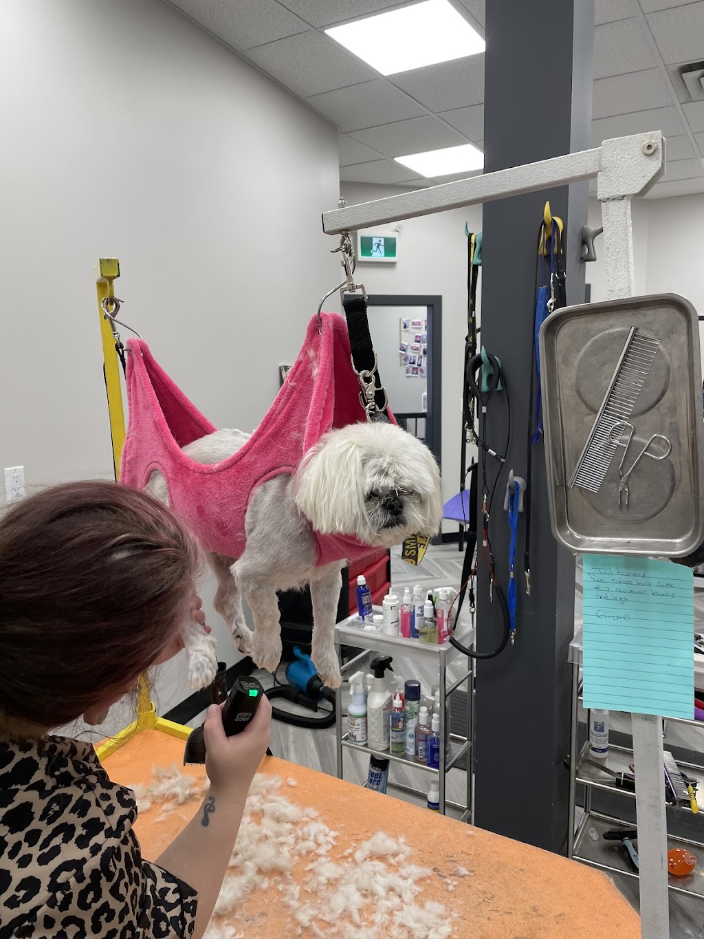 Dirty Dog Groomers | 255 Davison Dr #4, Red Deer, AB T4R 2H2, Canada | Phone: (587) 273-3877