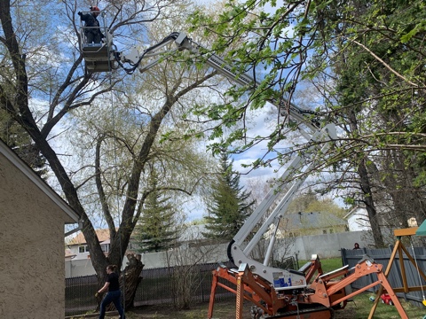 Edmonton Tree Removal | 5151 Windermere Blvd Unit 213A, Edmonton, AB T6W 0H4, Canada | Phone: (825) 602-5416