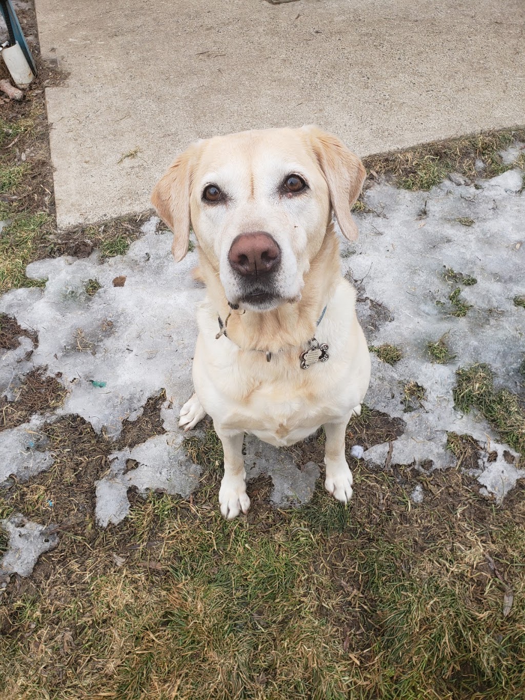 Cedar Valley Pet Resort | 4302 Concession Rd 4, Orono, ON L0B 1M0, Canada | Phone: (905) 786-0106