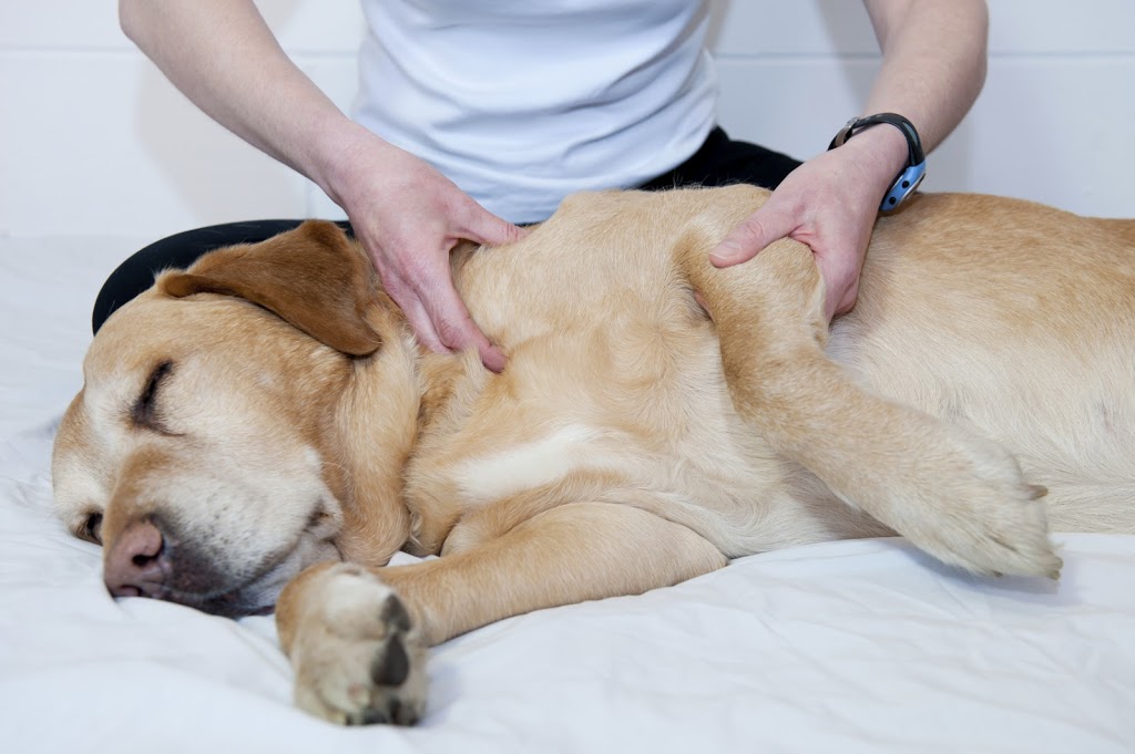 Animal Care: Chiropractic & Communication with Dr. Angela Martin-King | 203 John St, Stayner, ON L0M 1S0, Canada | Phone: (705) 888-1114