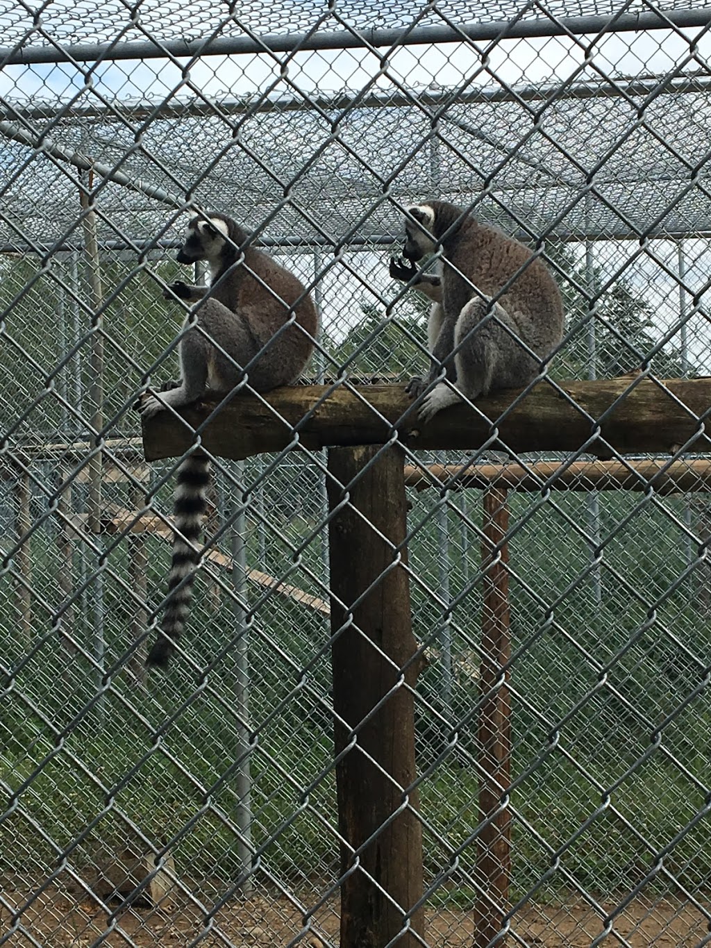 Zoo St-Édouard | 3381 Rang des Chutes, Saint-Édouard-de-Maskinongé, QC J0K 2H0, Canada | Phone: (819) 268-5150