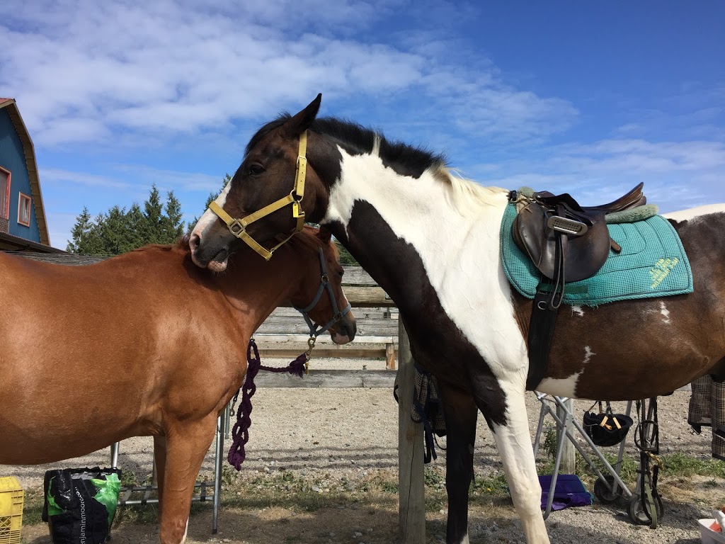 Sacred Equestrians | 22603 64 Ave, Langley City, BC V2Y 2N8, Canada | Phone: (778) 549-2585