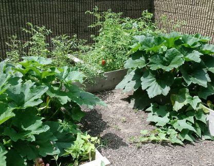 Waterfront School Garden - BPS 95 | 95 4th St, Buffalo, NY 14202, USA | Phone: (716) 783-9653