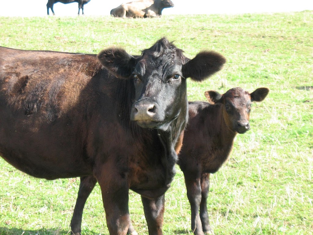 Cattle Sanctuary | 2164 Seven Mile Rd, Cardigan, PE C0A 1G0, Canada | Phone: (902) 969-0397