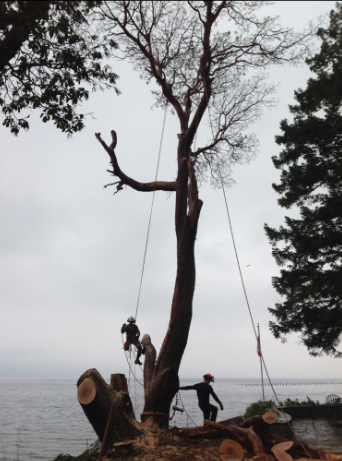 Island Tree Care | 209 Juniper Pl, Salt Spring Island, BC V8K 2Y1, Canada | Phone: (250) 858-6879