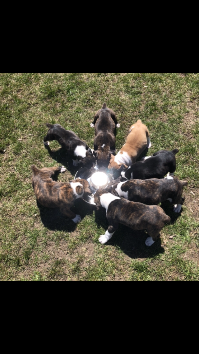 JBboxerpups | Old Mill St, Clarington, ON L0A 1E0, Canada | Phone: (905) 809-9495