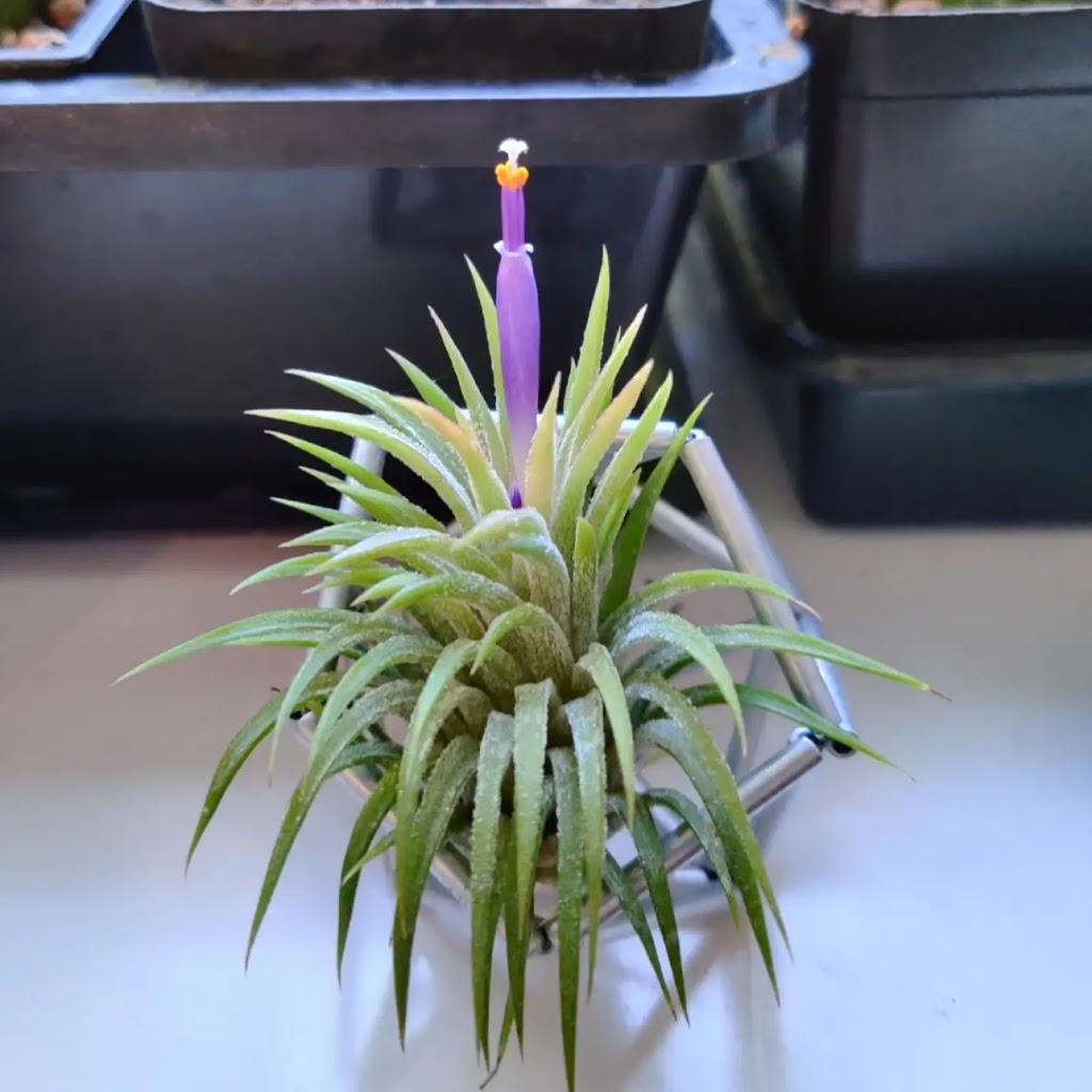 Daves Air Plant Corner (Appointment-only Pick-up Location) | 90 Crockamhill Dr Unit 20, Scarborough, ON M1S 2K9, Canada | Phone: (647) 857-1537