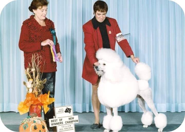 Colors standard poodles | 8068 McArthur Side Rd, Washago, ON L0K 2B0, Canada | Phone: (705) 689-6429