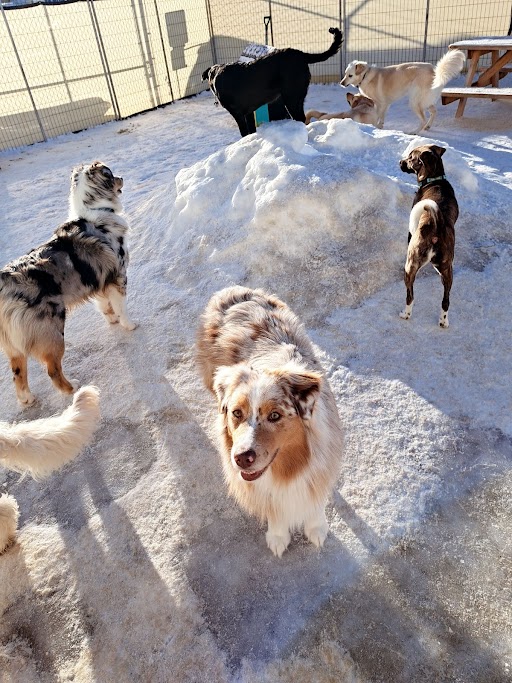 Bark Park Red Deer Riverside | 4604 62 St Bay 3, Red Deer, AB T4N 7A2, Canada | Phone: (877) 477-5597