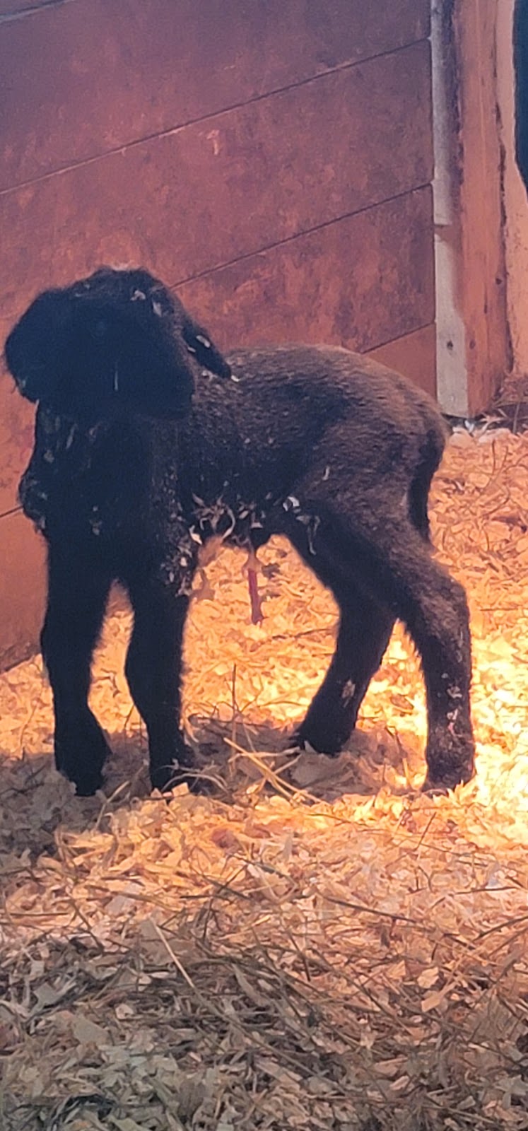 Ferme Origine | 1001 Chem. des Îles, Pintendre, QC G6C 1B5, Canada | Phone: (418) 931-9533