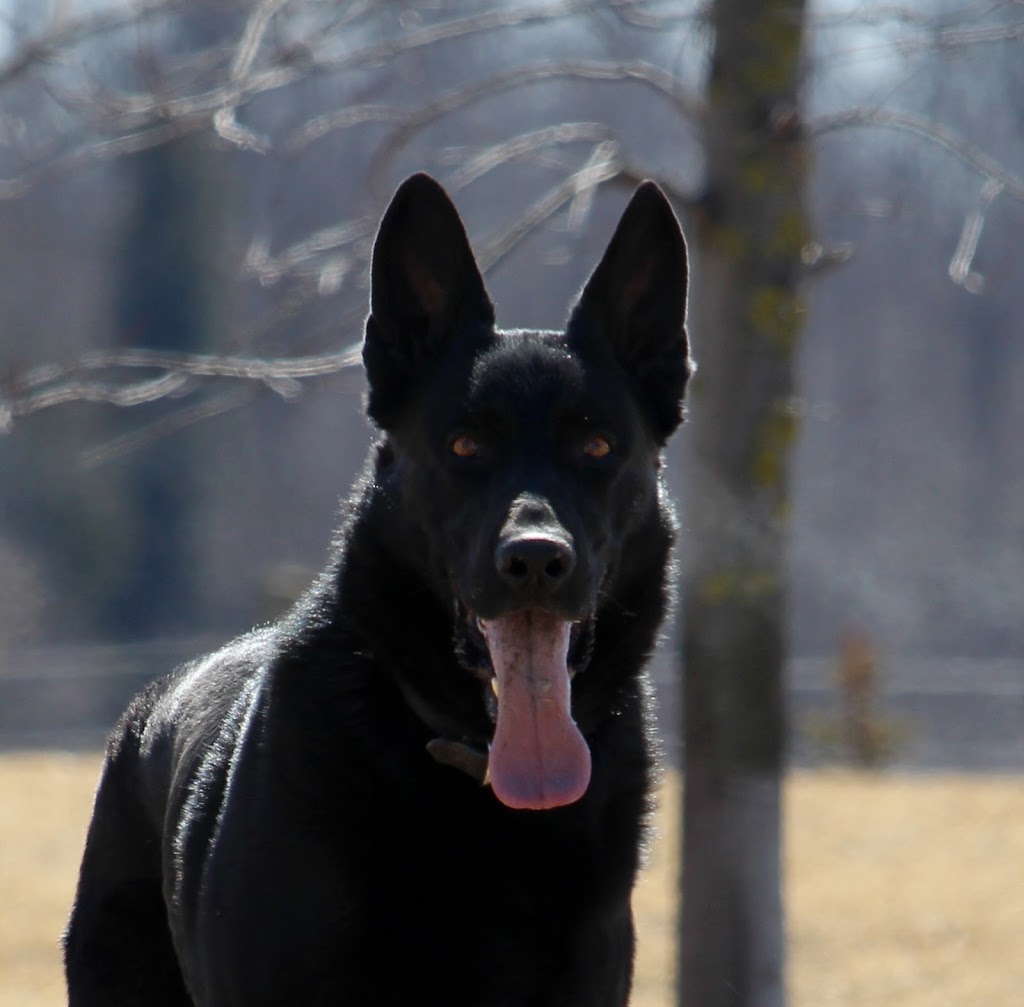 Wild Winds German Shepherds | 7489 1 Line RR #3, Arthur, ON N0G 1A0, Canada | Phone: (519) 831-8383