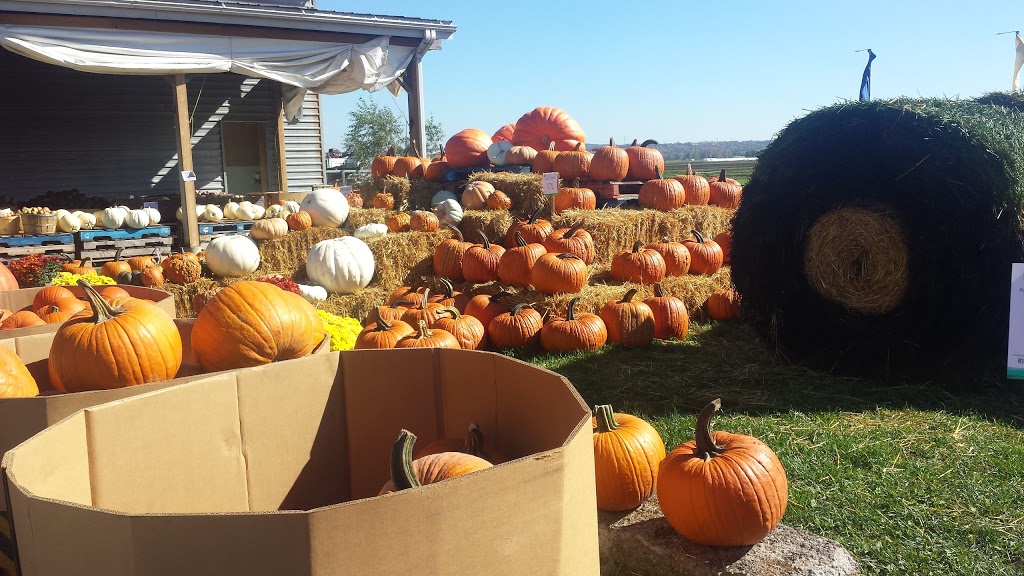 Canal Road Farmers Market-Holland Marsh Food Market | 1153 Canal Rd, Bradford, ON L3Z 2A6, Canada | Phone: (416) 577-1241