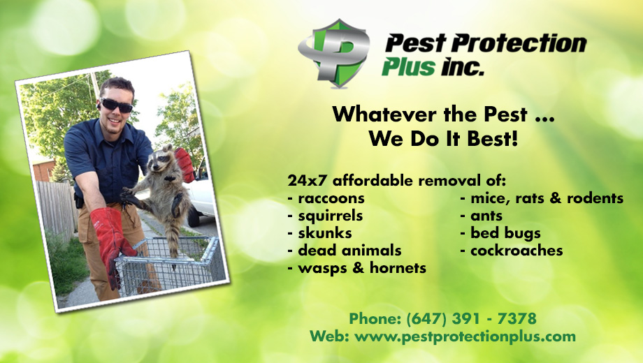 Pest Protection Plus | 6355 Kennedy Rd, Mississauga, ON L5T 2W6, Canada | Phone: (888) 510-5277