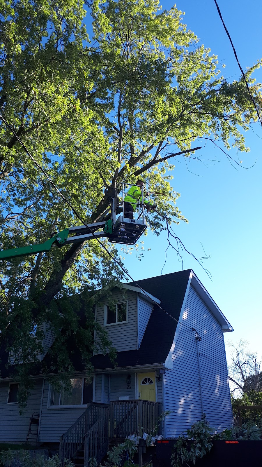 Lupenette Tree Service | 149 Lingham St, Belleville, ON K8N 3T3, Canada | Phone: (343) 645-6703