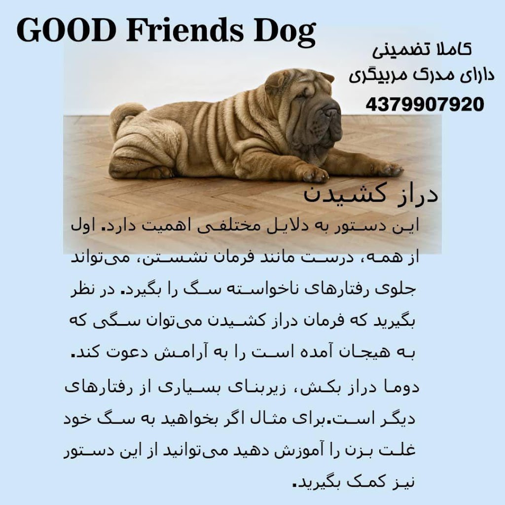 Dog Friends Good | 43 Palmer Ave, Richmond Hill, ON L4C 1N6, Canada | Phone: (437) 990-7920