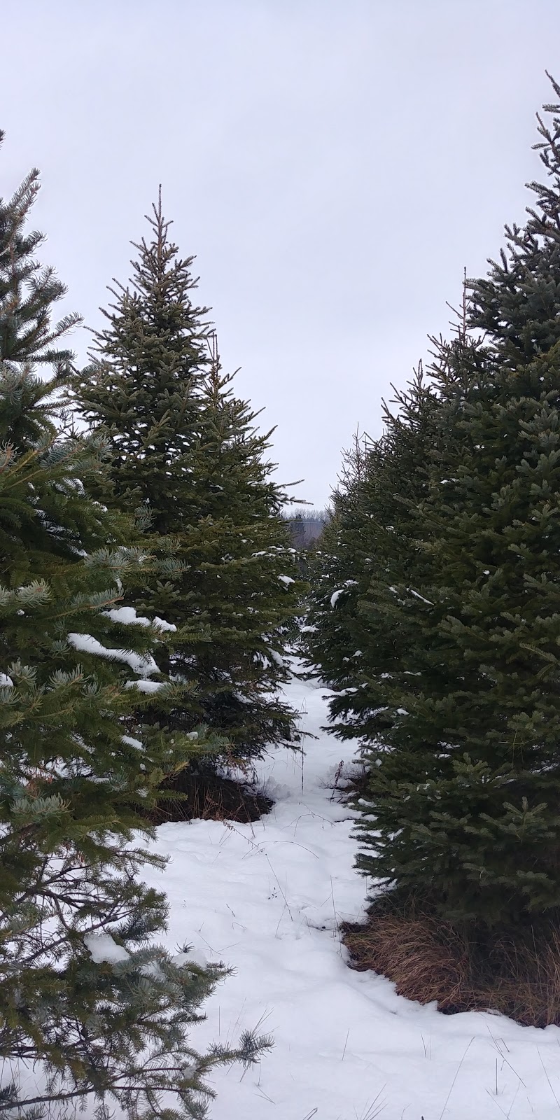 Fandango Christmas Tree Farm | 954208 7 Line EHS, Orangeville, ON L9W 6E9, Canada | Phone: (416) 970-5473