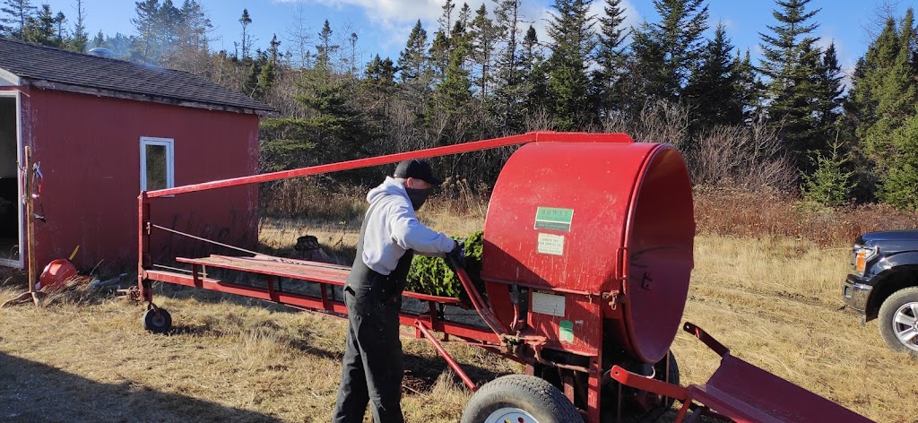 Northern Lights Christmas Tree Farm | 3200 Clam Harbour Rd, Lake Charlotte, NS B0J 1Y0, Canada | Phone: (902) 641-2142