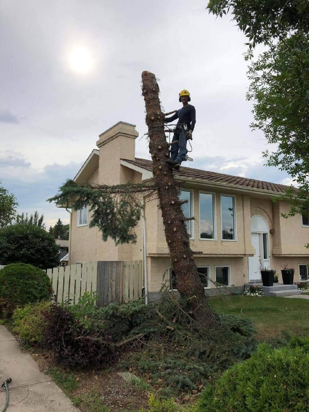 David the Tree Guy | 10442 78 St NW, Edmonton, AB T6A 3E6, Canada | Phone: (587) 987-5666