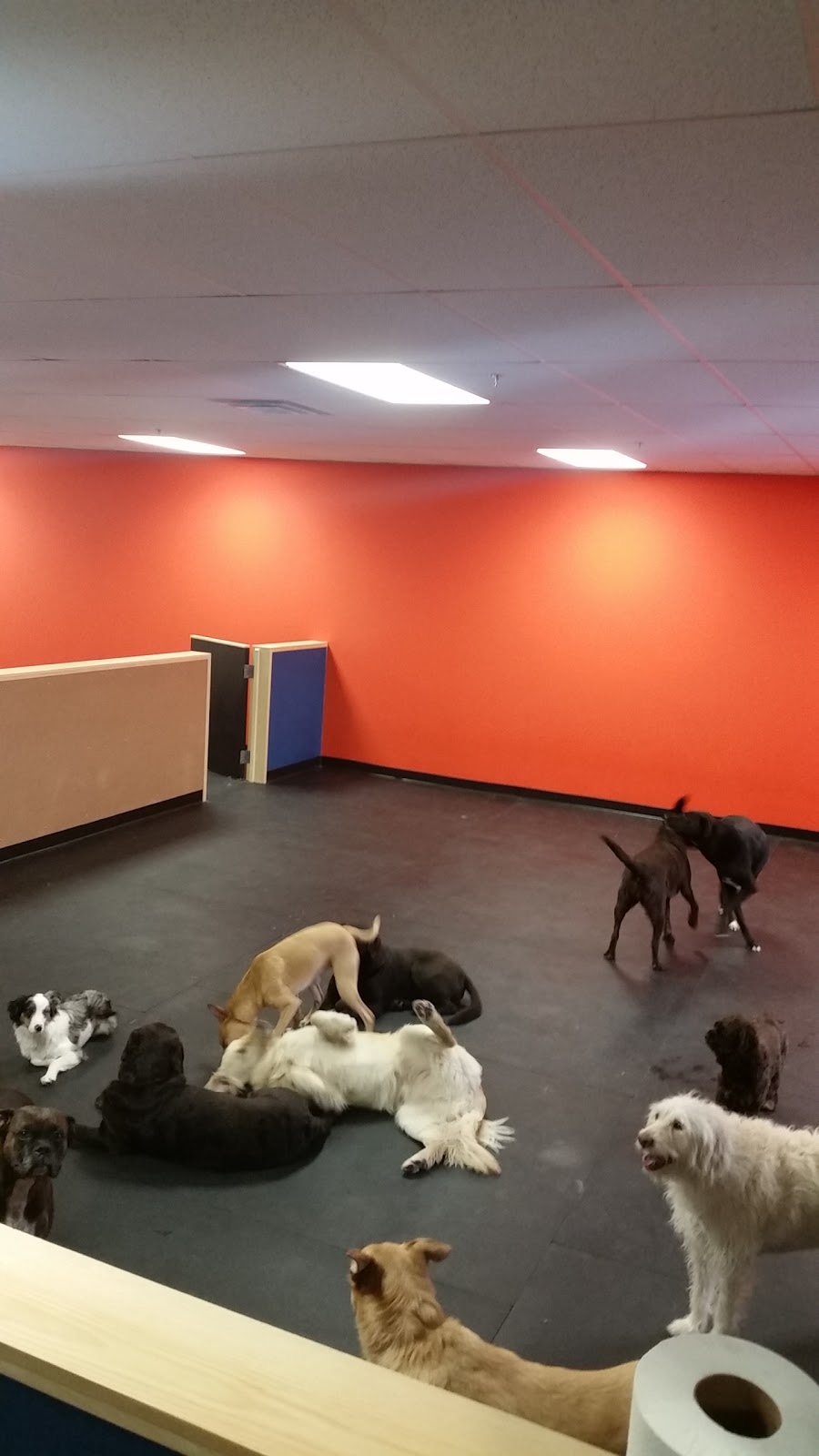 Unleashed Dog Daycare & Grooming | 3500 Fallowfield Rd #1f, Nepean, ON K2J 4A7, Canada | Phone: (613) 825-9500