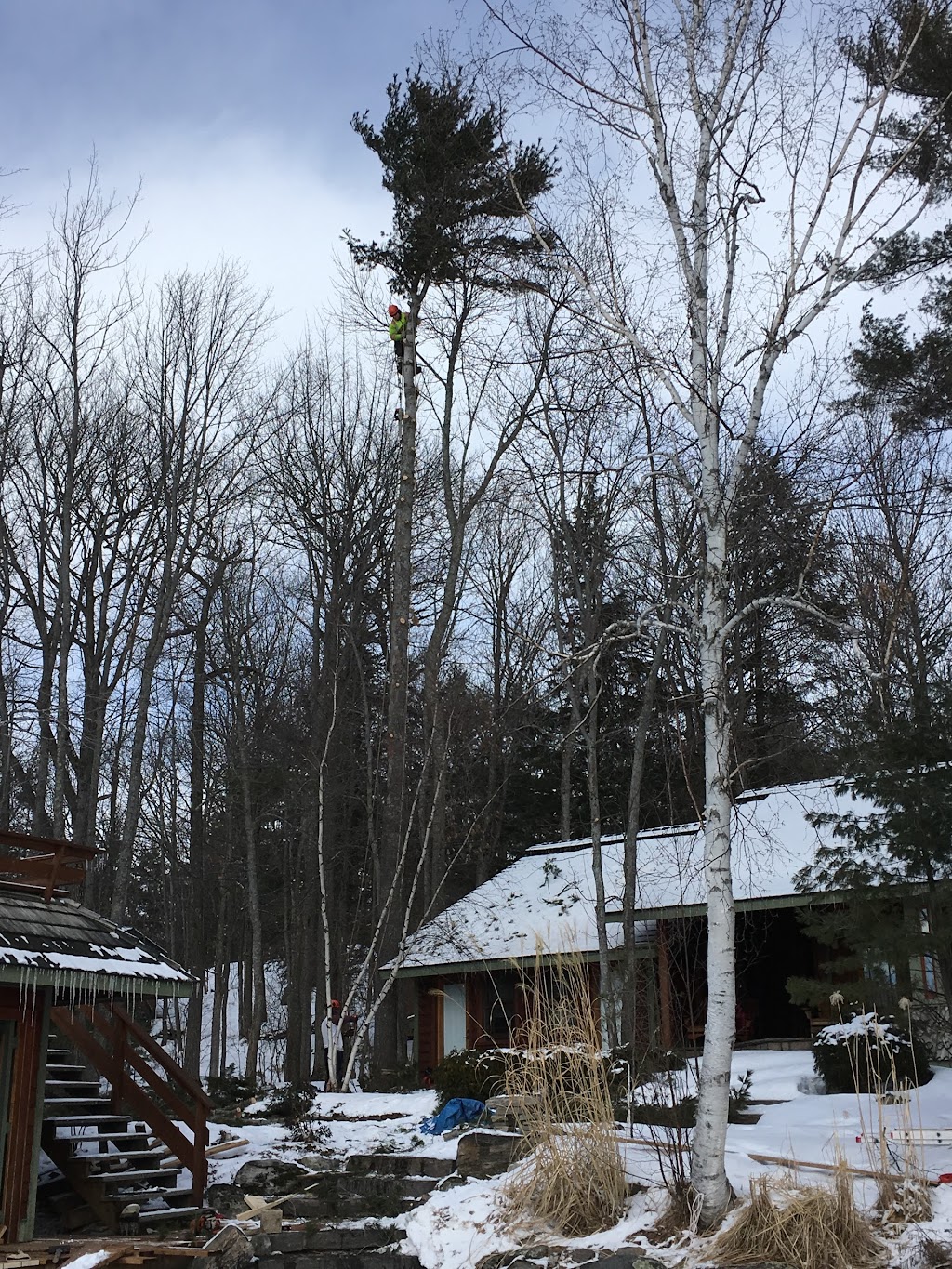 Integrity Tree Care Inc. | 701 Cedar Ln, Bracebridge, ON P1L 0A1, Canada | Phone: (705) 645-0661