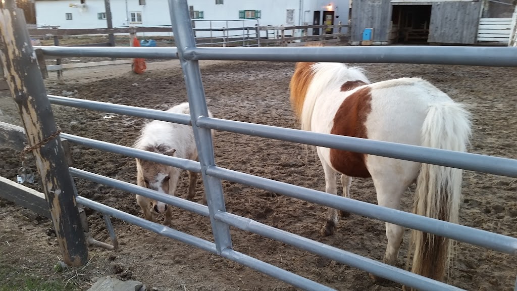 Equestrian Riding Center Bonanza | 65 Chem. de lÉquerre, Laval, QC H7L 1W3, Canada | Phone: (450) 625-6031