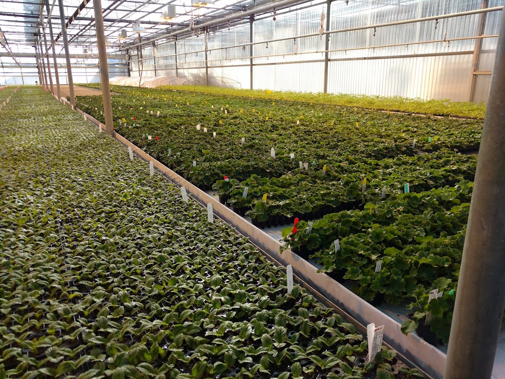 Jefferys Greenhouses Inc | 1036 Lakeshore Rd W, St. Catharines, ON L2R 6P9, Canada | Phone: (905) 934-0514