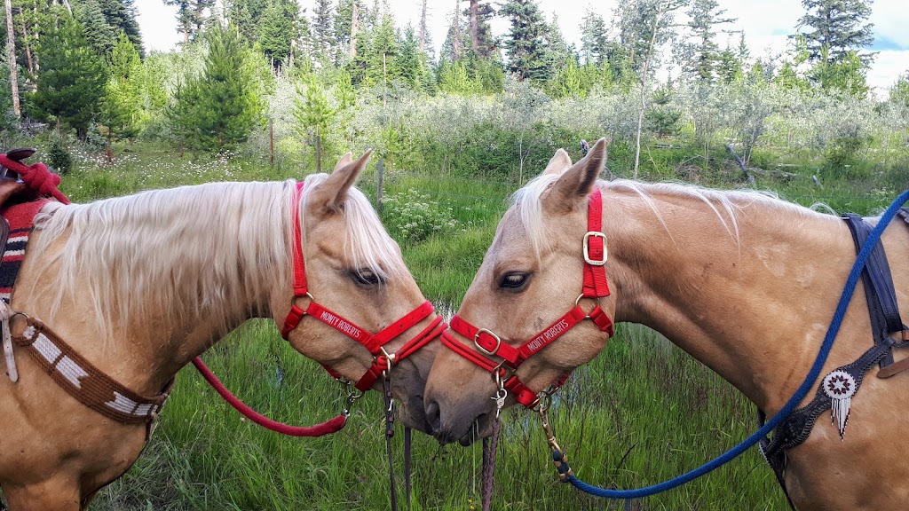 Wettstone Guest Ranch | 7736 High Country Rd, Bridge Lake, BC V0K 1E0, Canada | Phone: (250) 593-4487