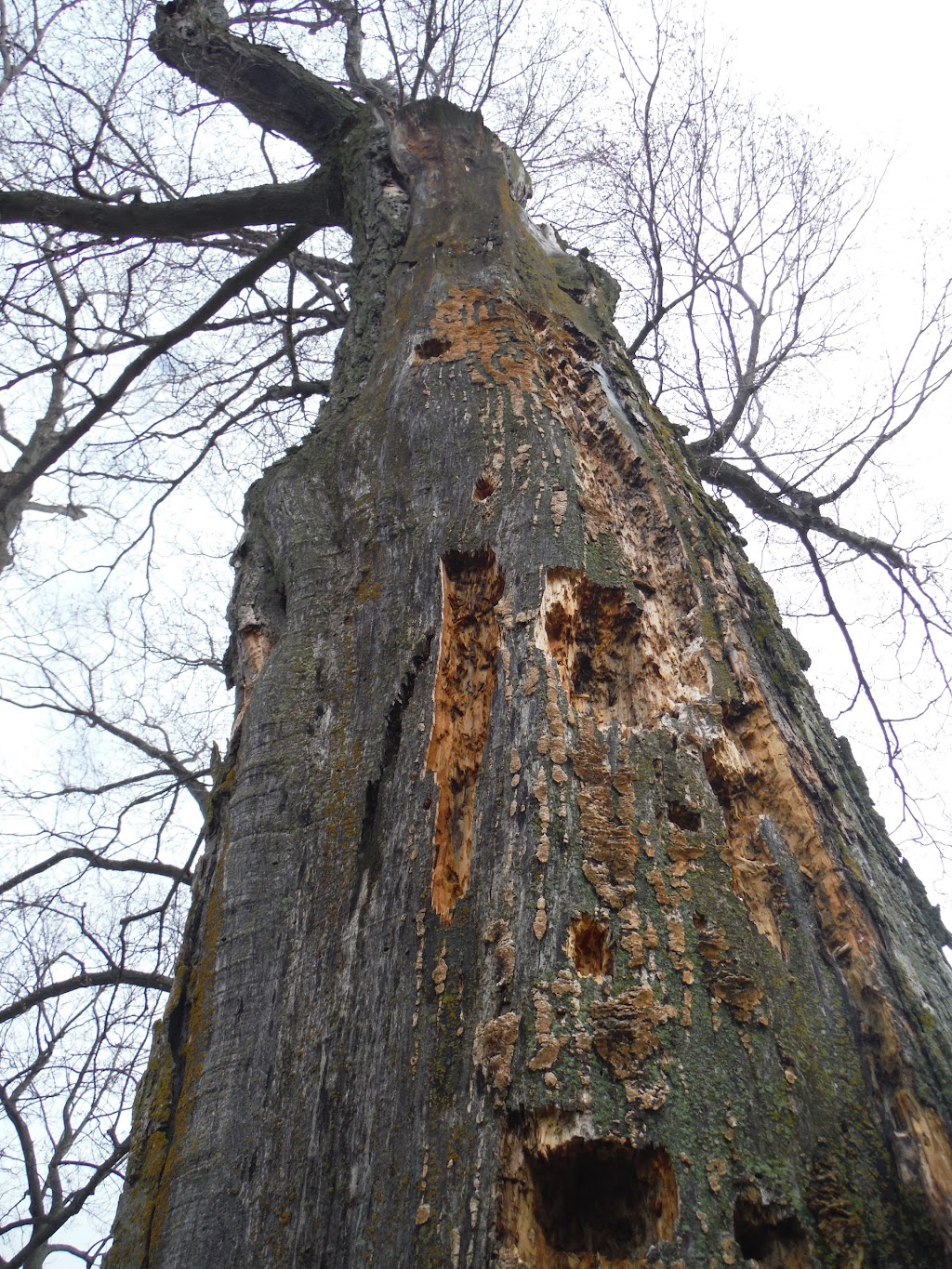 Arboriculture Carrier | 45 route 116 est, Warwick, QC J0P 1M0, Canada | Phone: (819) 350-2036