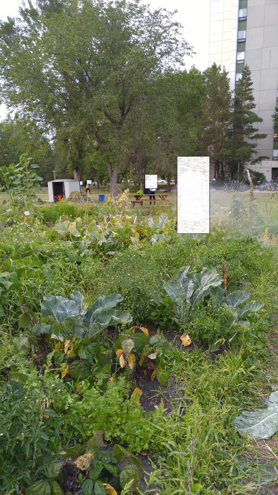 University Community Garden | Mceown Pl, Saskatoon, SK S7N 2R6, Canada