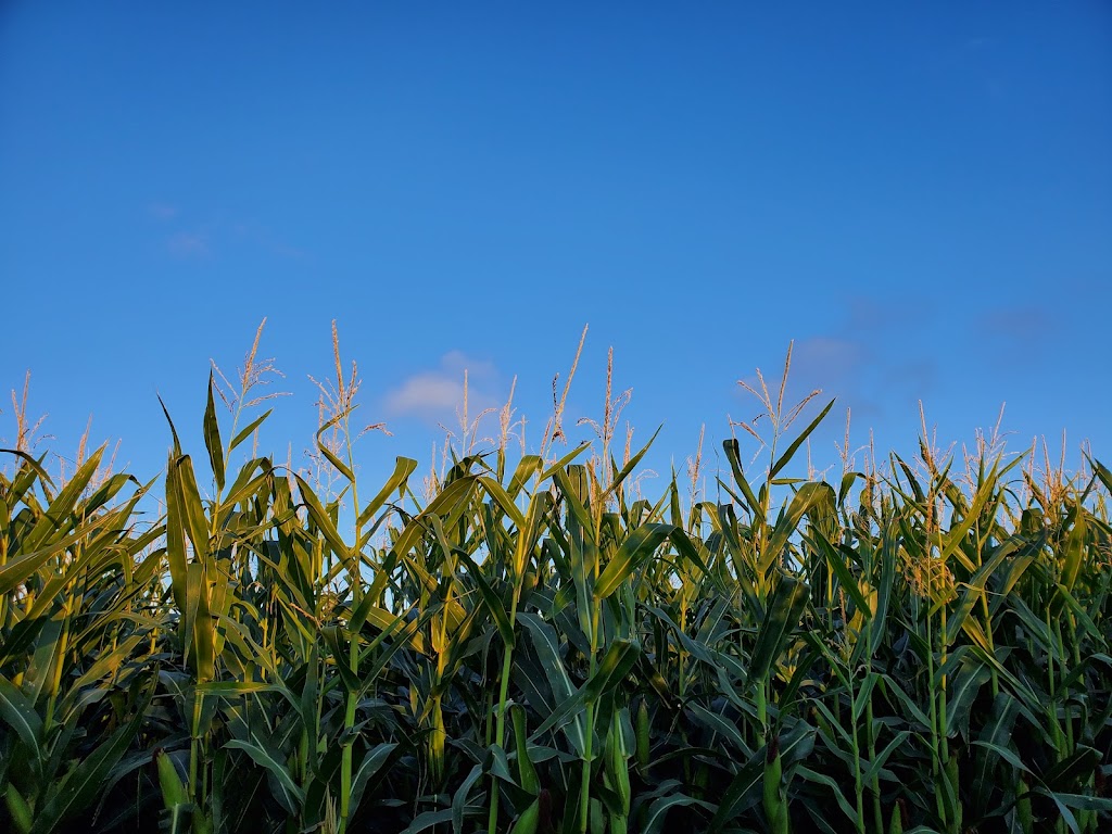 Lethbridge Corn Maze | 104051 Range Rd 224, Alberta T0K 2A0, Canada | Phone: (403) 381-3775