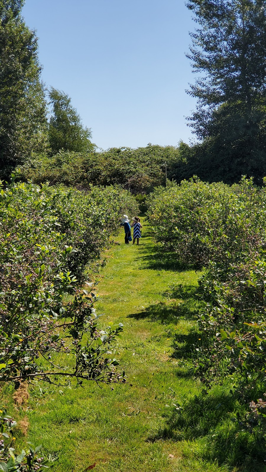 Lougheed Blueberry U-Pick Farm | 19000 River Rd, Richmond, BC V6V 1M3, Canada | Phone: (604) 270-1477