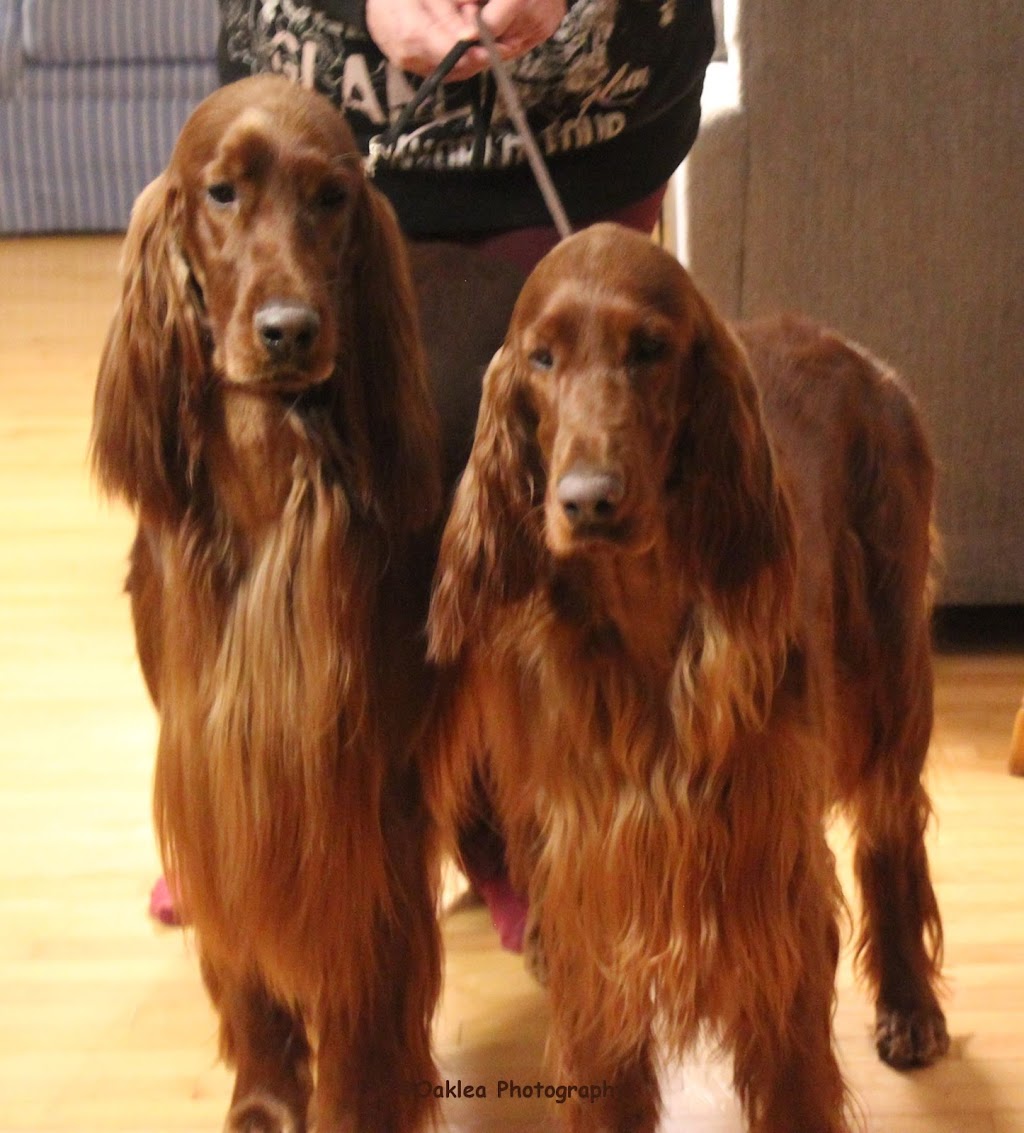 Mythen Irish Setters | 51 Pond Dr, Middleton, NS B0S 1P0, Canada | Phone: (902) 825-6740