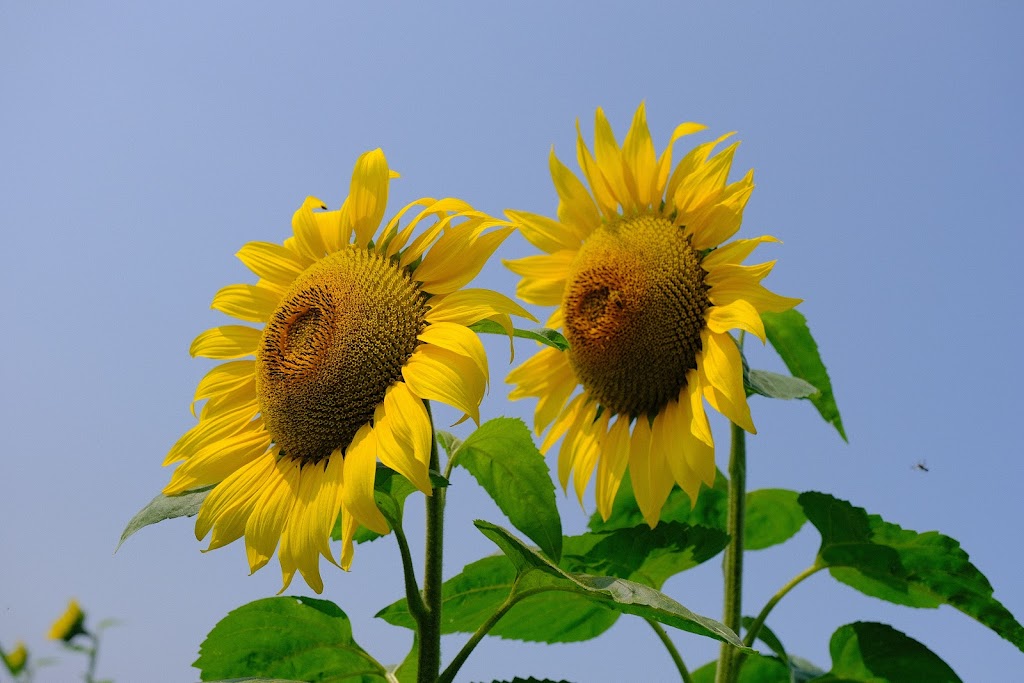 Sunflower Fields of Markham | 10378 ON-48, Markham, ON L3P 3J3, Canada | Phone: (416) 859-6159