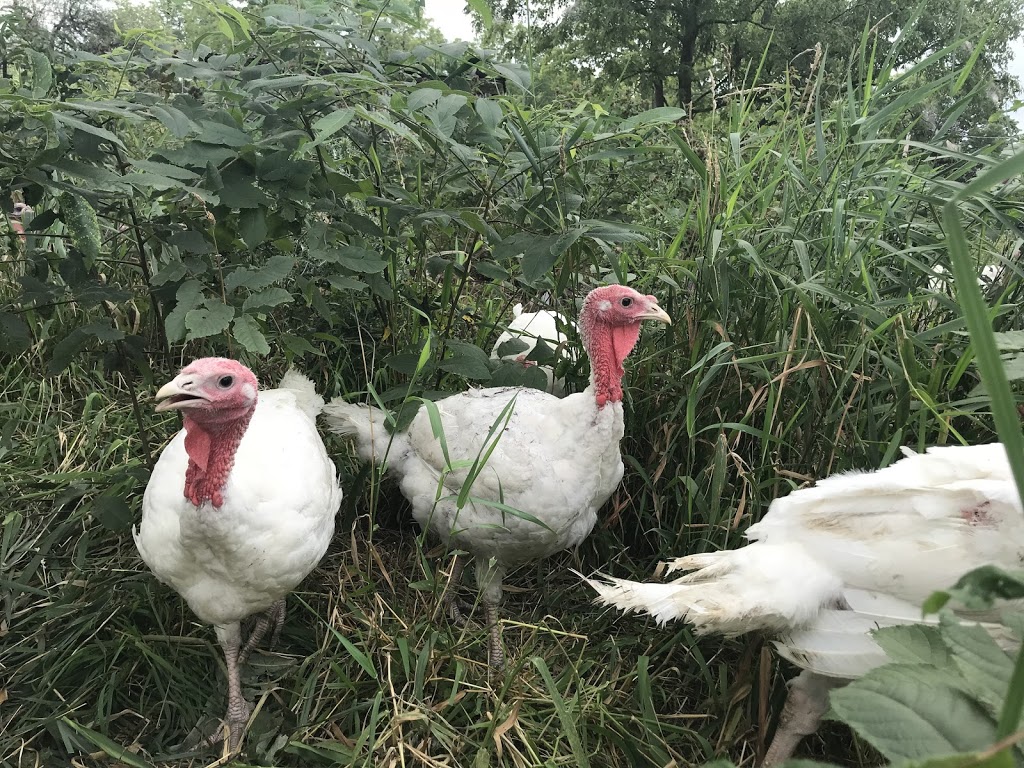 Bullfrogs and Butterflies Farm | 439 Pinehurst Rd, Paris, ON N3L 3E2, Canada | Phone: (519) 223-2528