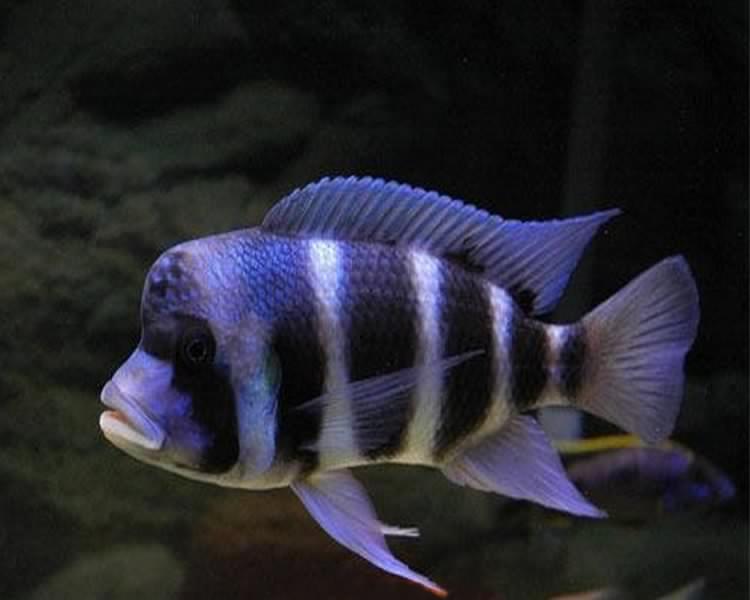 Aquarium Services Plus | 386 6th Ave, Hanover, ON N4N 2G2, Canada | Phone: (705) 358-4926