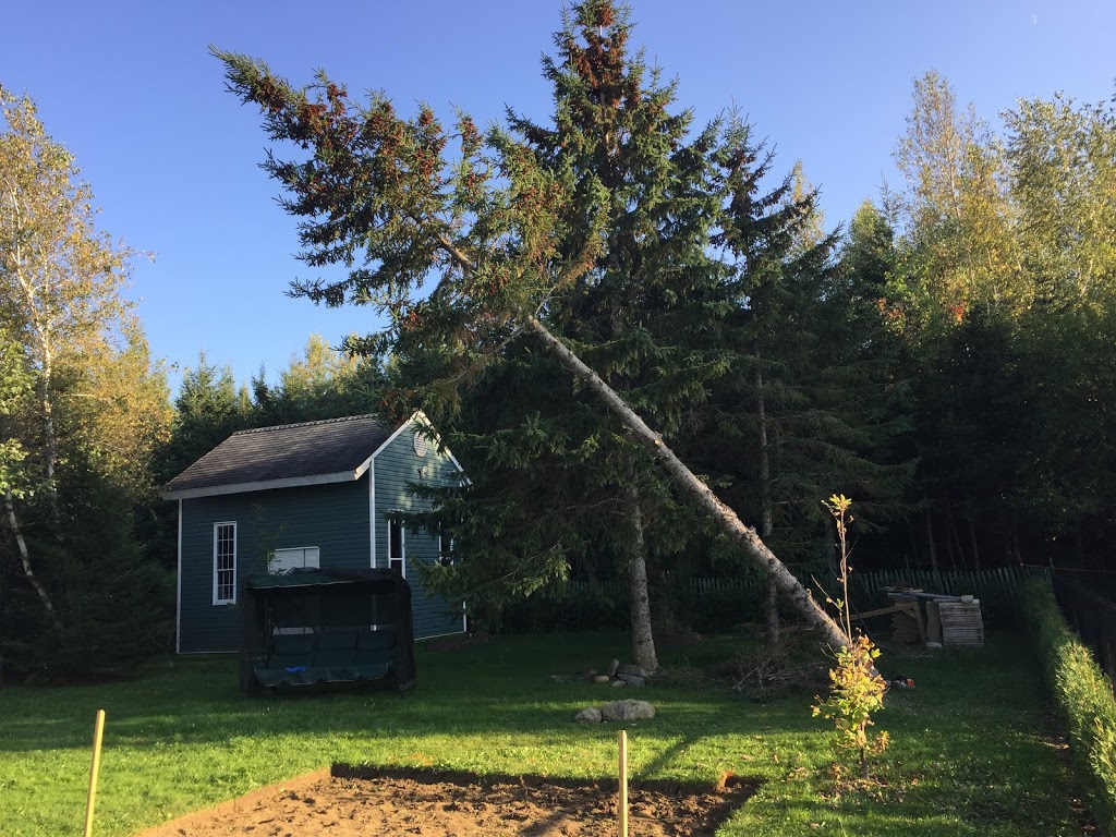 Verti-Go Arboriculture | 82 Rue des Diamants, Sherbrooke, QC J1G 3Z8, Canada | Phone: (819) 345-2749