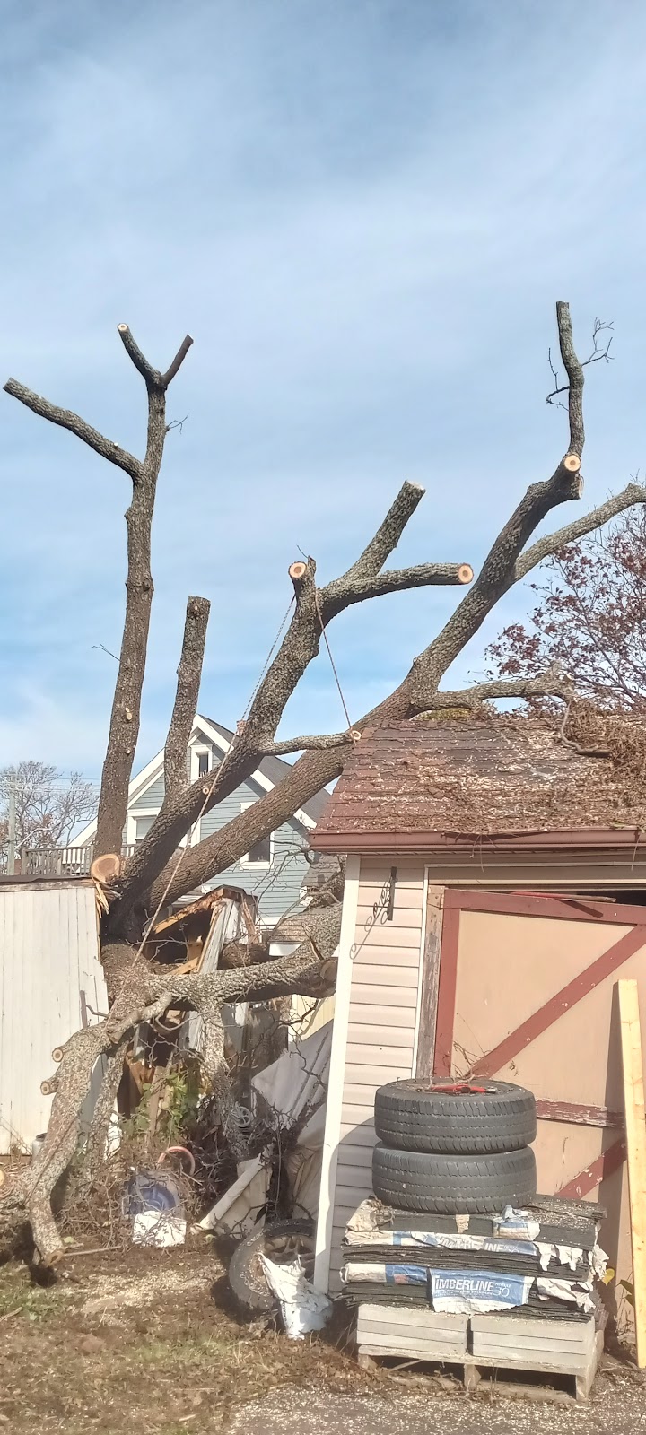 Branch Manager Tree Service | 137 Lady Slipper Dr N, Miscouche, PE C0B 1T0, Canada | Phone: (902) 672-2584