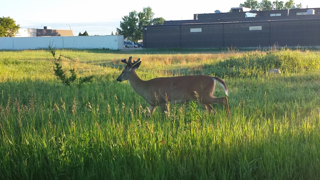 Living Prairie Museum/Park | 2795 Ness Avenue, Winnipeg, MB R3J 3S4 Ness Ave, Winnipeg, MB R3J 3S4, Canada | Phone: (204) 832-0167