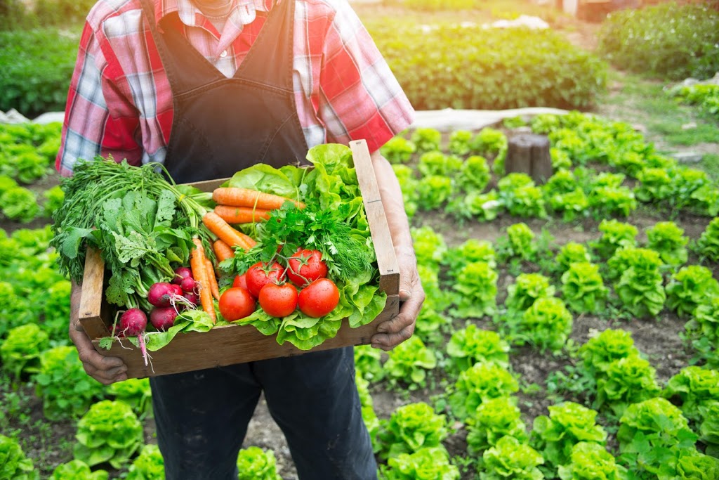 paniers de légumes 100% naturel | 4072 Chemin Royal, Saint-Jean-de-lÎle-dOrléans, QC G0A 3W0, Canada | Phone: (581) 991-2158