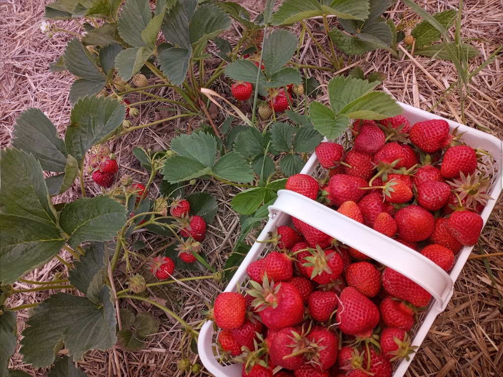 Fruition Berry Farm | 3208 Hughes Rd, Kingston, ON K7L 4V3, Canada | Phone: (613) 548-3378