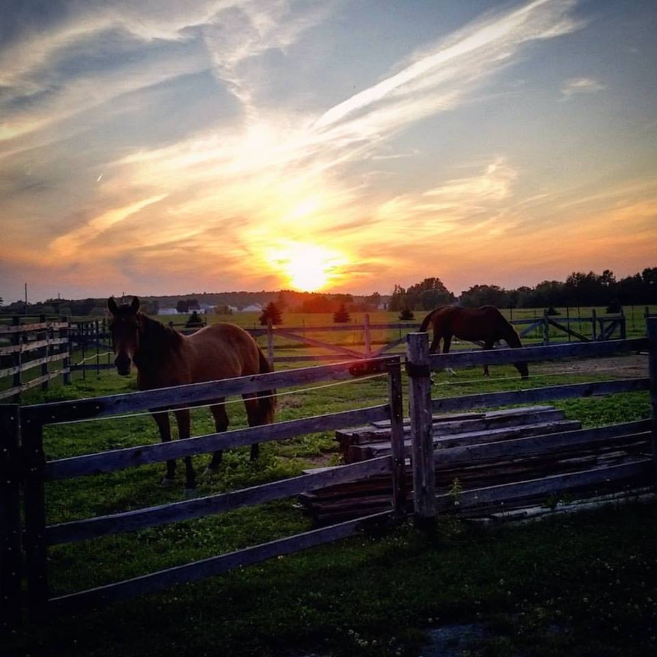 Ecurie Black River Ranch | 852 Rang de la Rivière S, Sainte-Cécile-de-Milton, QC J0E 2C0, Canada | Phone: (514) 592-6571