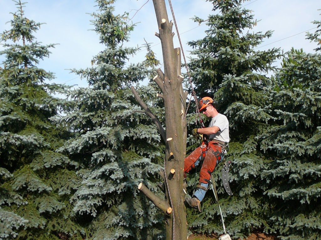 D F Wilby Tree Surgeons | 2388 St Frances Dr, Burlington, ON L7P 1V4, Canada | Phone: (905) 335-2553