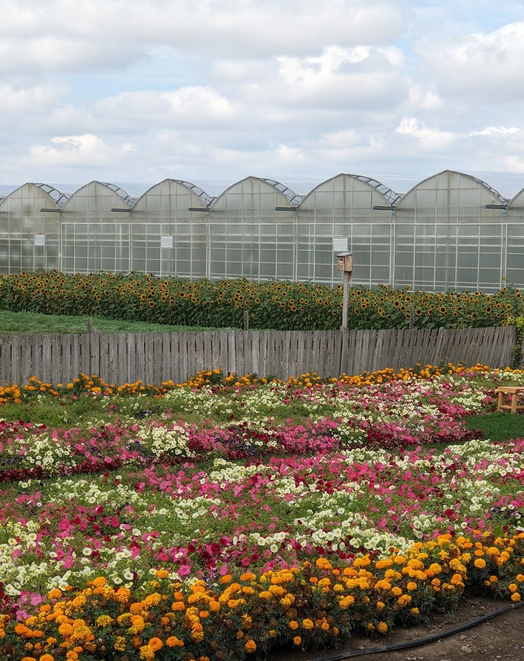 Country Blooms Garden Centre | 4 90008 RGE RD 210, Lethbridge County, AB T1J 5R9, Canada | Phone: (403) 331-5660