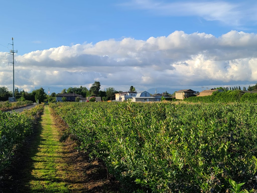 Khaira blueberry farm | 12460 Blundell Rd, Richmond, BC V6W 1B3, Canada | Phone: (604) 764-0454