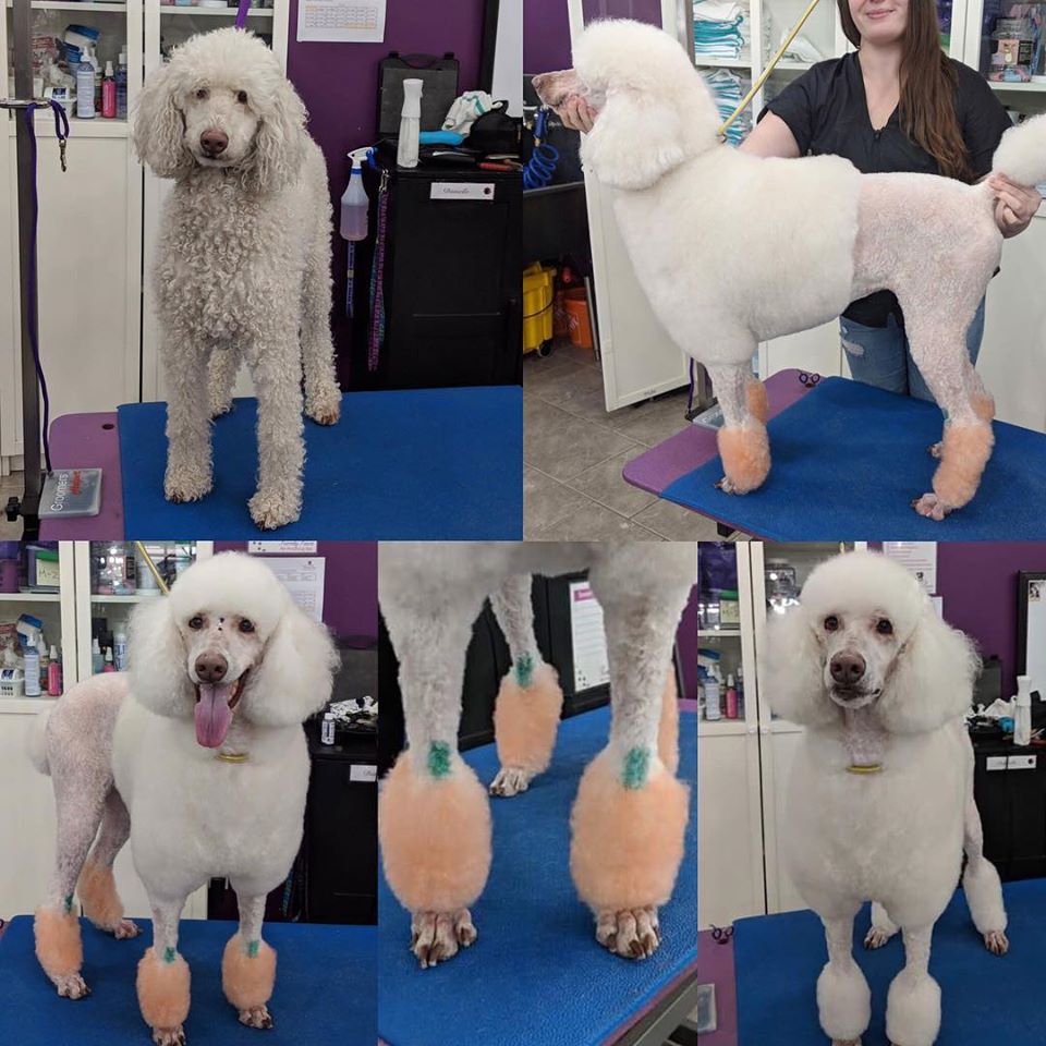 Purrdy Paws Pet Grooming Spa | 247 Westbrook Rd #1, Carp, ON K0A 1L0, Canada | Phone: (613) 831-7187