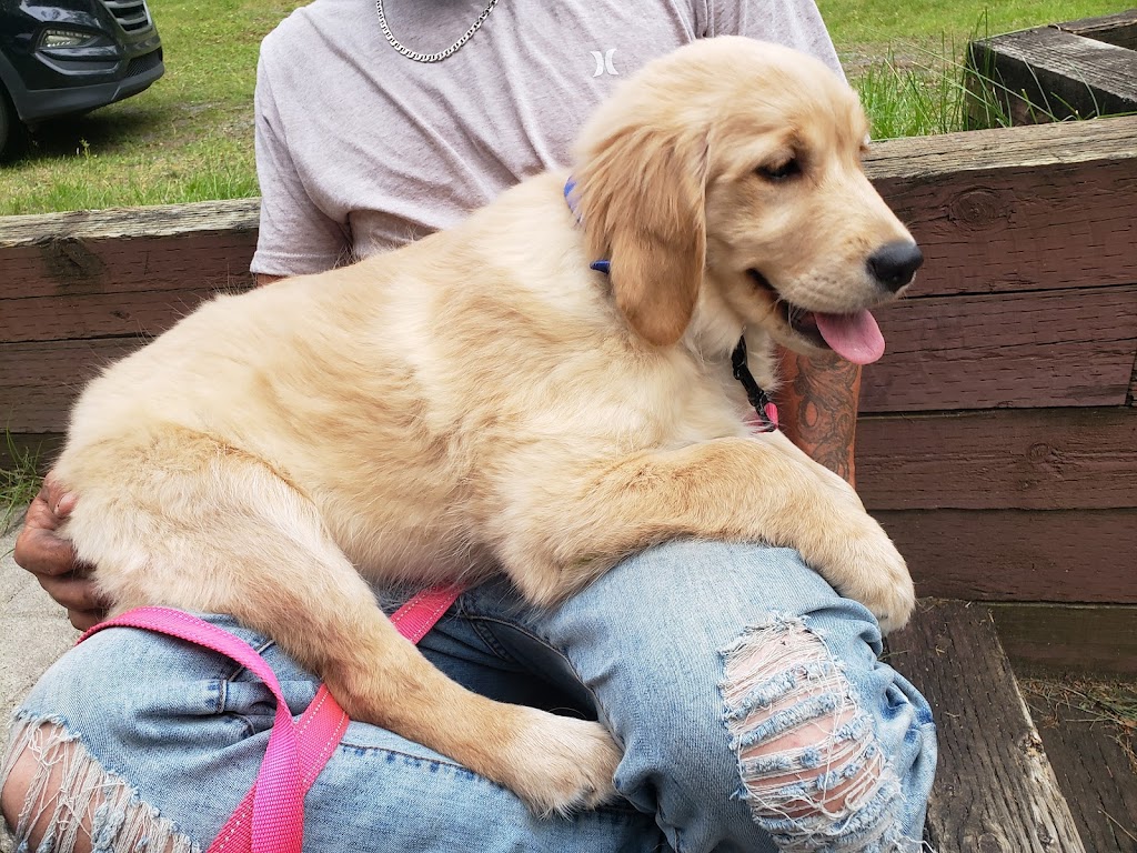 Élevage Canopy Golden Retrievers | 84 La Petite Ligne, Saint-Alexis, QC J0K 1T0, Canada | Phone: (450) 750-6626