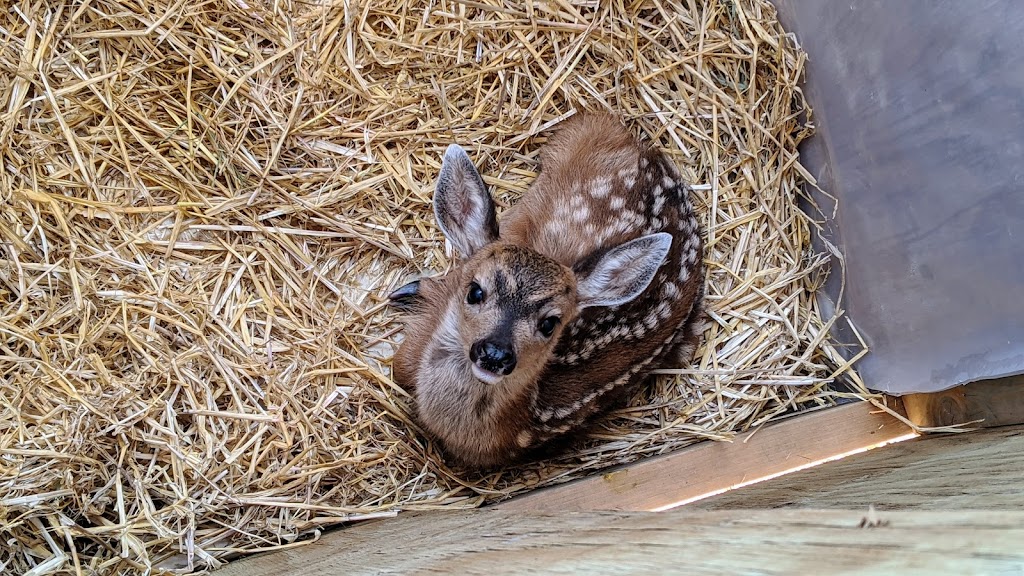 MARS Wildlife Rescue Hospital | 1331 Williams Beach Rd, Merville, BC V0R 2M0, Canada | Phone: (250) 337-2021