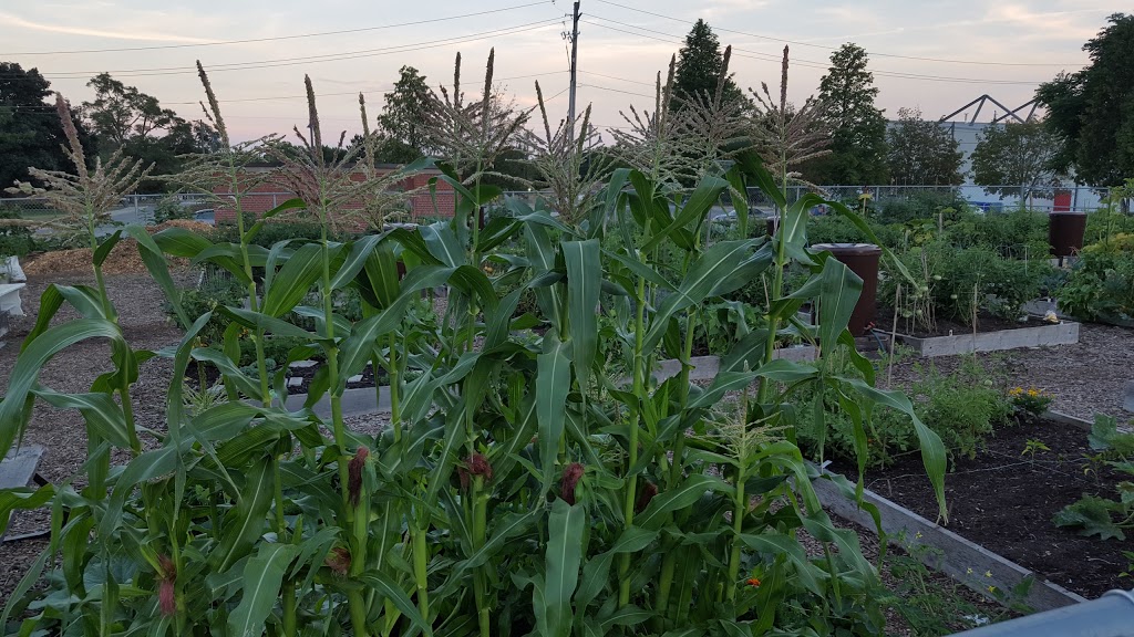 Central Park Community Garden | 2299 New St, Burlington, ON L7R 1J4, Canada | Phone: (905) 335-7736